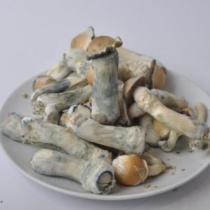 Penis Envy Mushrooms
